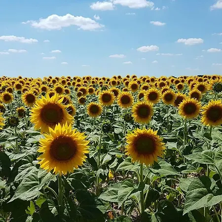 Tatil Evi La Vallee Du Soleil - Frene *